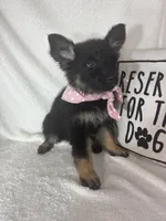 Gwyneth, a female German Shepherd Dog for sale in Greenfield, IN – 2 of 5