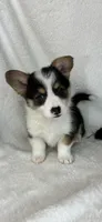 Casper, a male Pembroke Welsh Corgi for sale in Greenfield, IN – Photo 2 of 5