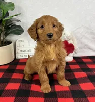 Gala, a female Miniature Goldendoodle for sale in Greenfield, IN – Photo 2 of 5