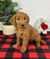 Gala, a female Miniature Goldendoodle for sale in Greenfield, IN – Photo 5 of 5