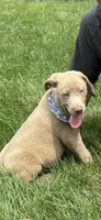 Storm, a male Labrador Retriever for sale in Greenfield, IN – 2 of 4