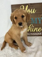 Gracie, a female Golden Retriever for sale in Greenfield, IN – 2 of 4