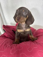 Diesel, a male Dachshund for sale in Greenfield, IN – 1 of 7