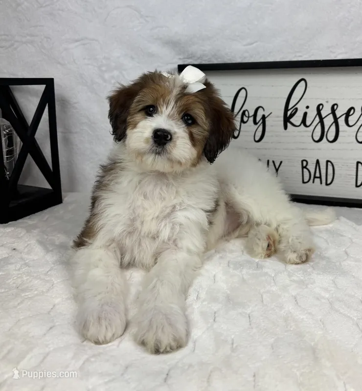 Monica, a female Miniature Bernedoodle for sale in Greenfield, IN – Photo 1 of 5