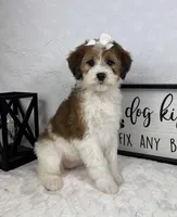 Monica, a female Miniature Bernedoodle for sale in Greenfield, IN – Photo 5 of 5