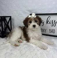 Monica, a female Miniature Bernedoodle for sale in Greenfield, IN – Photo 4 of 5