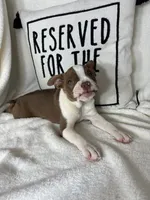 Bonnie, a female Boston Terrier for sale in Greenfield, IN – 2 of 5