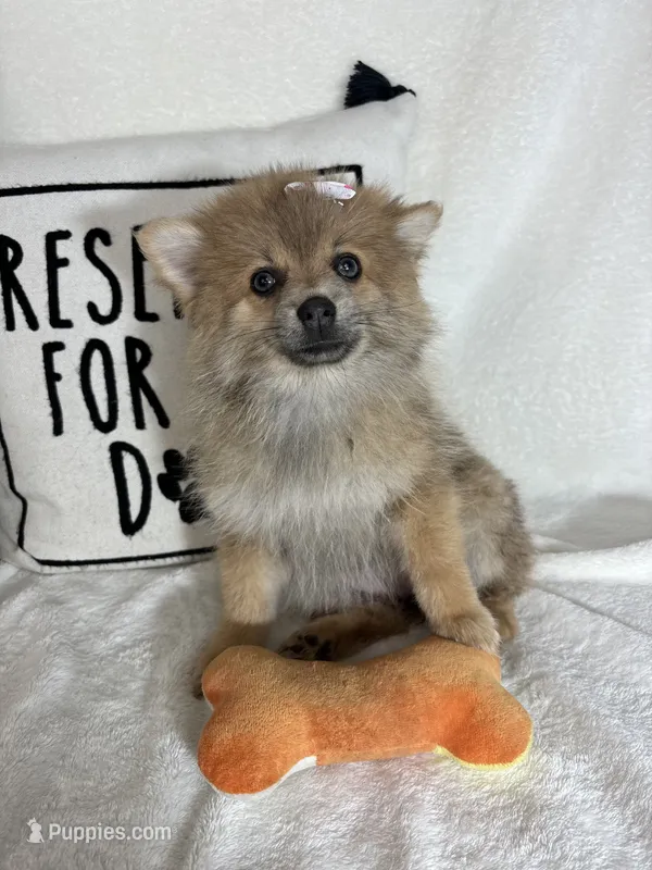 Penelope – Pomeranian puppy for sale in Greenfield, IN