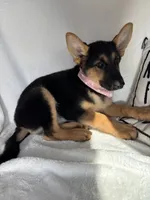 Gladys, a female German Shepherd Dog for sale in Greenfield, IN – 2 of 4