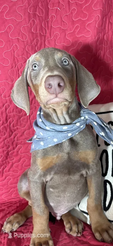 Dalton – Doberman Pinscher puppy for sale in Greenfield, IN
