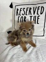 Pom Pom, a male Pomeranian for sale in Greenfield, IN – 3 of 5