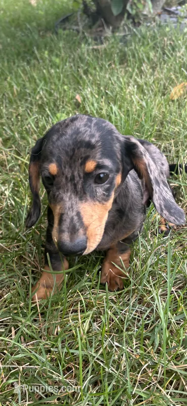 Rick – Miniature Dachshund puppy for sale in Greenfield, IN