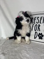 Bella, a female Bernedoodle for sale in Greenfield, IN – 2 of 5