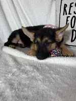Gladys, a female German Shepherd Dog for sale in Greenfield, IN – 2 of 4