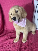 Ginger, a female Golden Retriever for sale in Greenfield, IN – 5 of 5