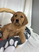 Gwen, a female Golden Retriever for sale in Greenfield, IN – 2 of 4