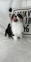 Casper , a male Pembroke Welsh Corgi for sale in Greenfield, IN – 3 of 5