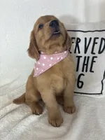 Marigold, a female Golden Retriever for sale in Greenfield, IN – 3 of 5