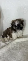 Skittle, a male Shih Tzu for sale in Greenfield, IN – 3 of 4