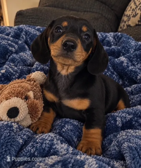 Dalton – Dachshund puppy for sale in Greenfield, IN