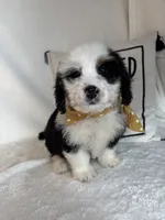 Max, a male Bernedoodle for sale in Greenfield, IN – 3 of 5