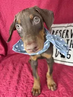 Diesel, a male Doberman Pinscher for sale in Greenfield, IN – 5 of 5