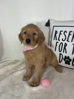 Sandy, a female Golden Retriever for sale in Greenfield, IN – 5 of 5