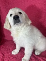Gizmo, a male English Cream Golden Retriever for sale in Greenfield, IN – 5 of 5