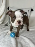 Butter, a male Boston Terrier for sale in Greenfield, IN – 4 of 5