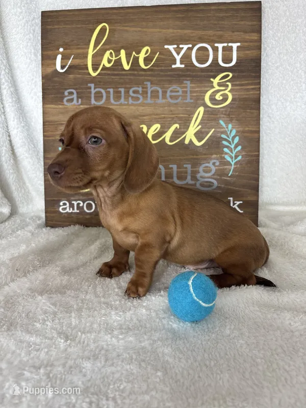 Dexter – Dachshund puppy for sale in Greenfield, IN