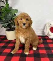 Gracie, a female Miniature Goldendoodle for sale in Greenfield, IN – Photo 6 of 6