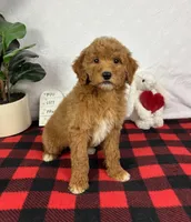 Gracie, a female Miniature Goldendoodle for sale in Greenfield, IN – Photo 3 of 6