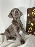 Slate, a male Labrador Retriever for sale in Greenfield, IN – 2 of 5