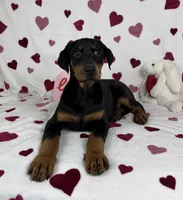 Dixie, a female Doberman Pinscher for sale in Greenfield, IN – Photo 1 of 5