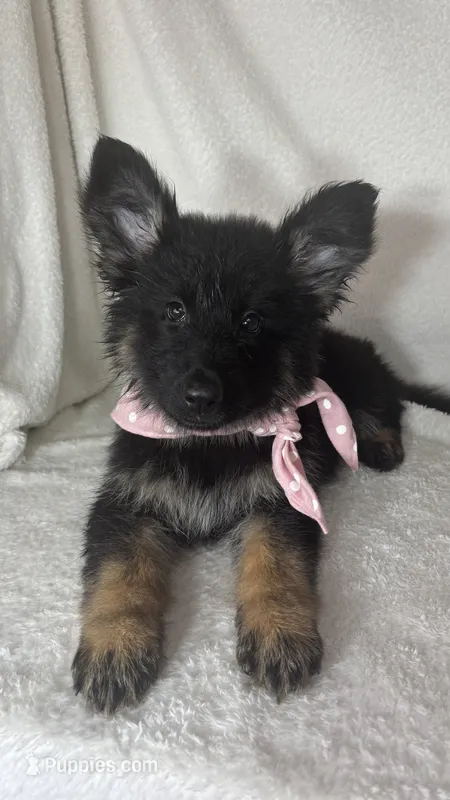 Gwyneth – German Shepherd Dog puppy for sale in Greenfield, IN