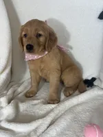 Amber, a female Golden Retriever for sale in Greenfield, IN – 4 of 5