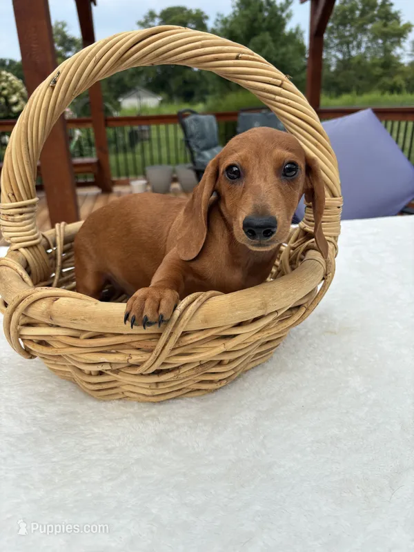 Rock – Dachshund puppy for sale in Greenfield, IN