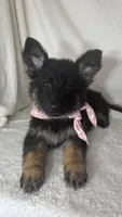 Gwyneth, a female German Shepherd Dog for sale in Greenfield, IN – 5 of 5