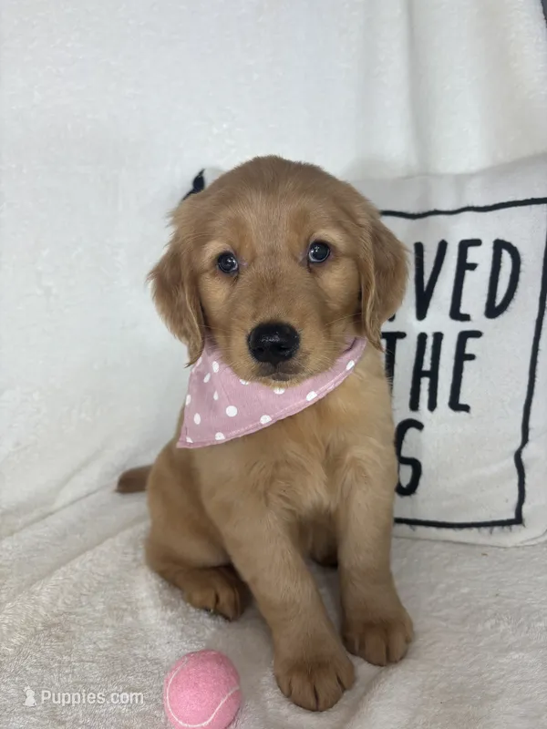 Honey – Golden Retriever puppy for sale in Greenfield, IN