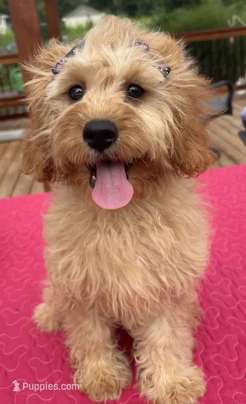 Monica – Cavapoo puppy for sale in Greenfield, IN