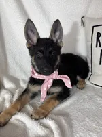 Glenda, a female German Shepherd Dog for sale in Greenfield, IN – 7 of 7