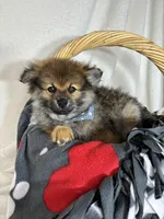 Prince, a male Pomeranian for sale in Greenfield, IN – 3 of 4