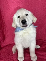 Gizmo, a male English Cream Golden Retriever for sale in Greenfield, IN – 2 of 5
