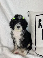 Molly, a female Bernedoodle for sale in Greenfield, IN – 3 of 6