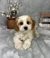 Joey, a male Cavapoo for sale in Greenfield, IN – Photo 5 of 5