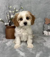 Joey, a male Cavapoo for sale in Greenfield, IN – Photo 3 of 5