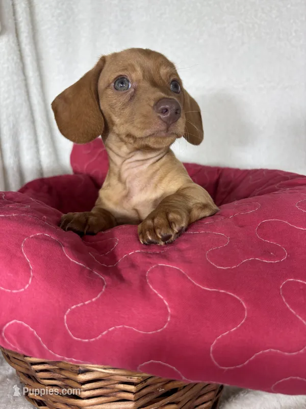 Duke – Dachshund puppy for sale in Greenfield, IN