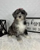 Phoebe, a female Miniature Bernedoodle for sale in Greenfield, IN – Photo 4 of 5
