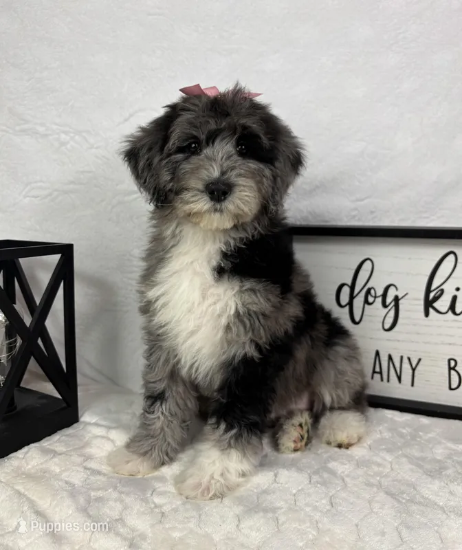 Phoebe, a female Miniature Bernedoodle for sale in Greenfield, IN – Photo 1 of 5