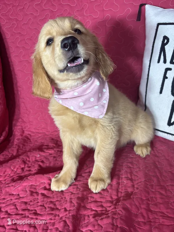 Gigi – Golden Retriever puppy for sale in Greenfield, IN